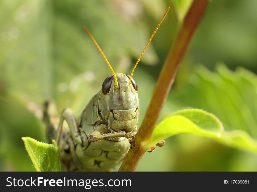 Differential grasshopper resting on a plant branch