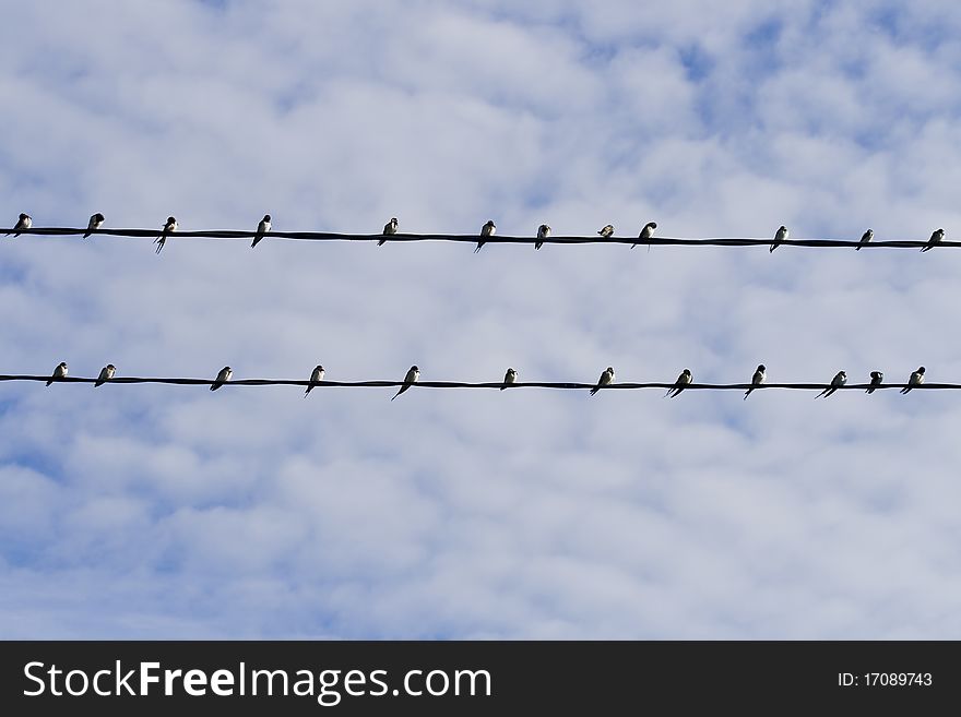 Groups of swallows sitting on wires. Groups of swallows sitting on wires.