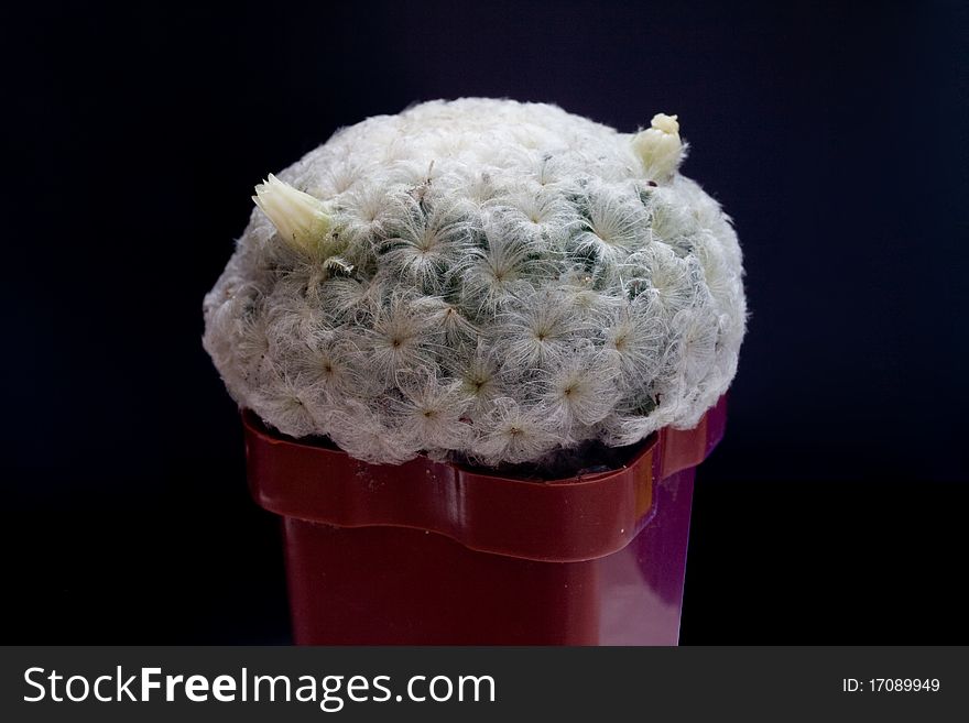 Photo of Flowering mammilaria plumosa