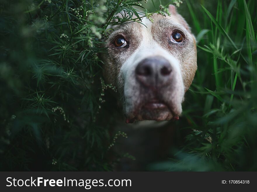 From above of adorable American Staffordshire Terrier sitting on ground in park surrounded by plants looking at camera. From above of adorable American Staffordshire Terrier sitting on ground in park surrounded by plants looking at camera