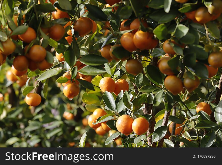 Kumquat tree. Together with Peach blossom tree, Kumquat is one of 2 must have trees in