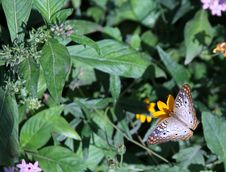 White Peacock Butterfly Royalty Free Stock Photo
