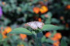 White Peacock Butterfly Stock Photography