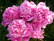 Pink Peonies Stock Photography Pink Peonies Stock Photography