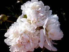 White Peonies Royalty Free Stock Images White Peonies Royalty Free Stock Images