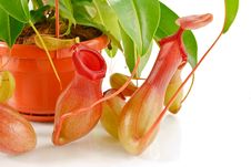 Nepenthes Coccinea Stock Photo Nepenthes Coccinea Stock Photo