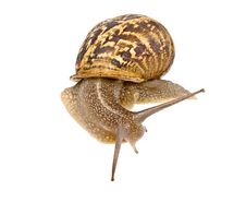 Clsoe Up Of Burgundy Snail Royalty Free Stock Photography