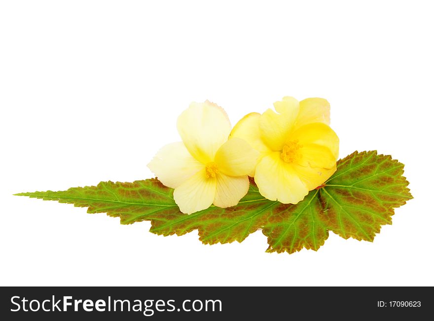 Two yellow begonia flowers on a variegated leaf. Two yellow begonia flowers on a variegated leaf