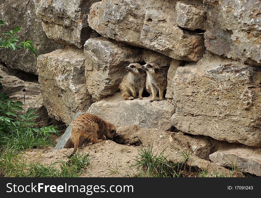 Two Marmots Looking To One Side