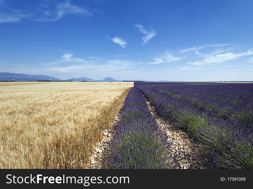 Lavender And Wheat Field