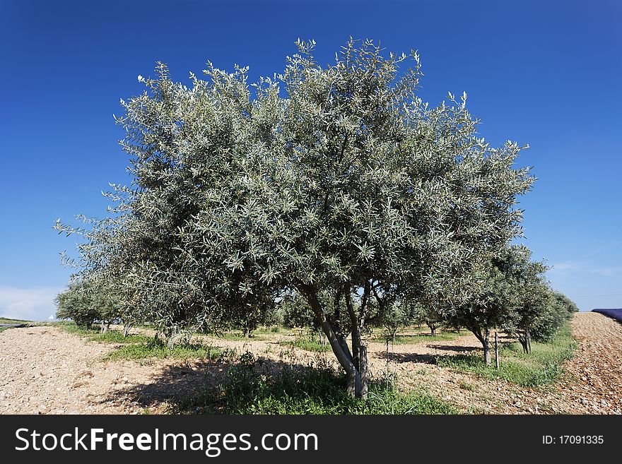 Olive tree and blue sky