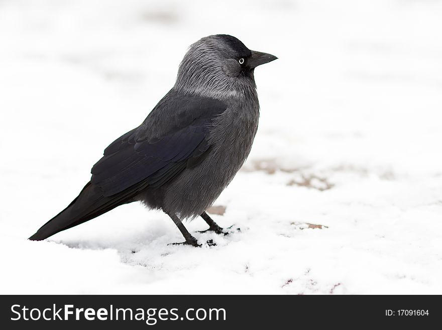 Young Jackdaw On A Snow