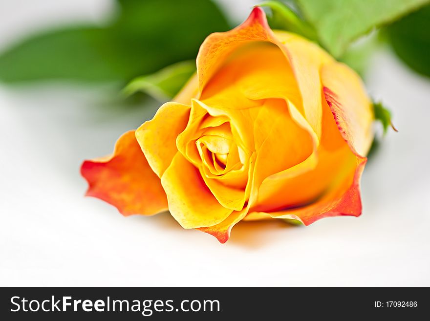 On a white background orange rose, macro photography. On a white background orange rose, macro photography.