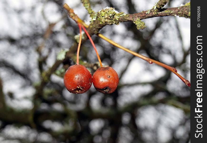 Two small winter apples called Chinese apples