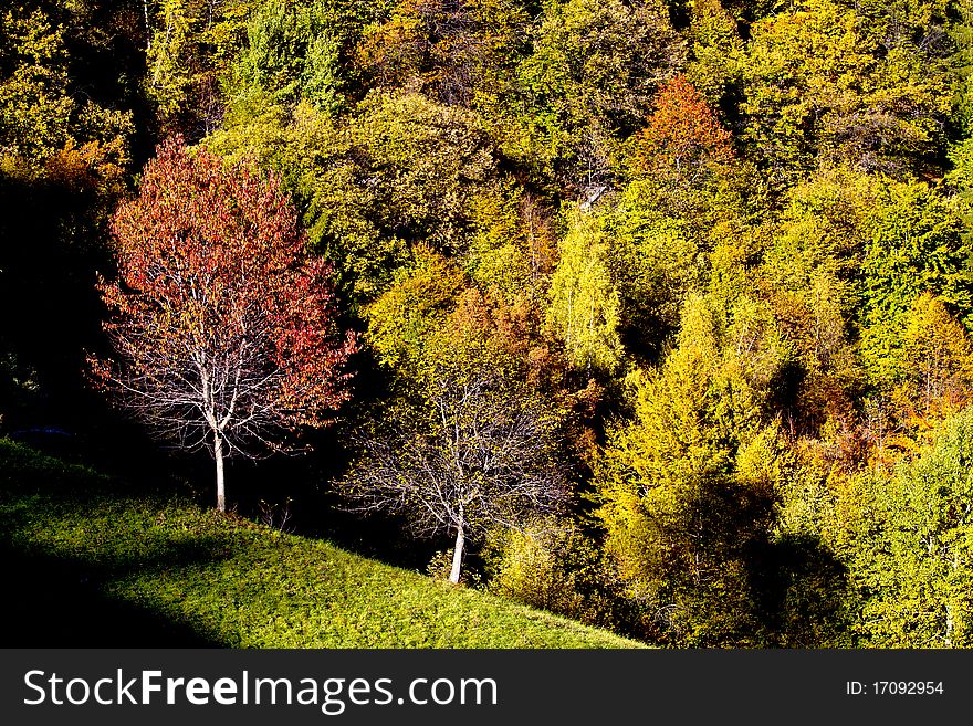 Forest and meadow in the mountains in autumn. Forest and meadow in the mountains in autumn