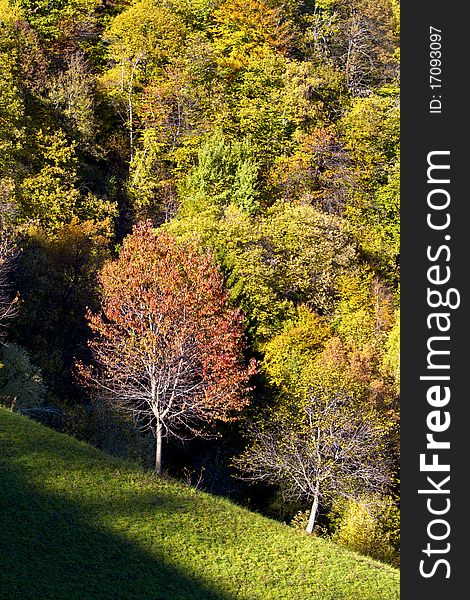 Forest and meadow in the mountains in autumn. Forest and meadow in the mountains in autumn