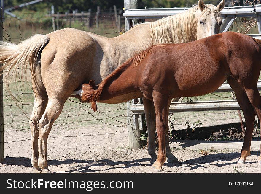 A momma horse nursing a baby weanling. A momma horse nursing a baby weanling