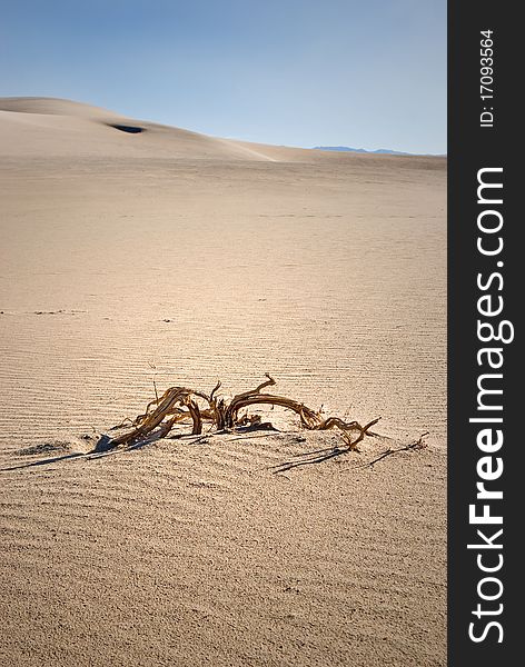 Lone piece of wood in the middle of the Death Valley Dunes. Lone piece of wood in the middle of the Death Valley Dunes.