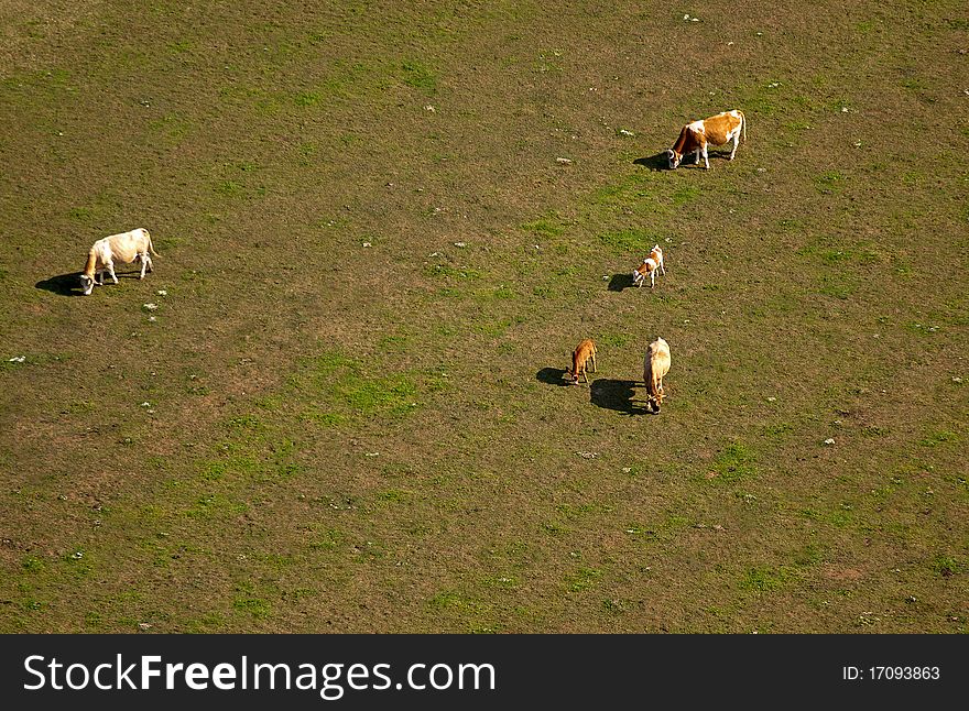 View from above on the cows eating on the field. View from above on the cows eating on the field.