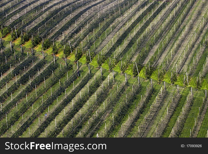 View on the orchard protected with the net from above.