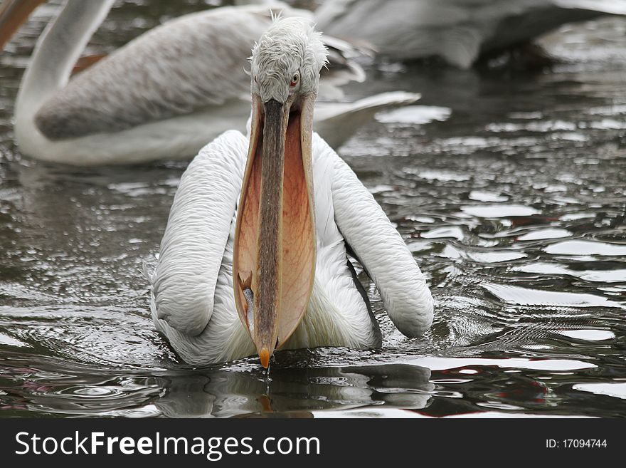 a pelican has caught a fish. a pelican has caught a fish