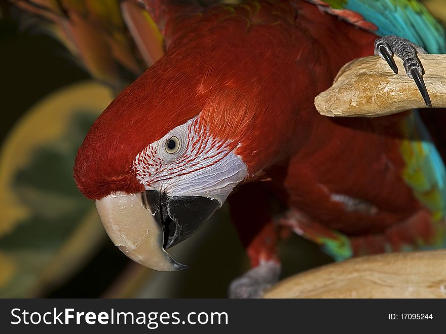 A photo of a Green Wing Macaw Parrot (Ara chloropterus).