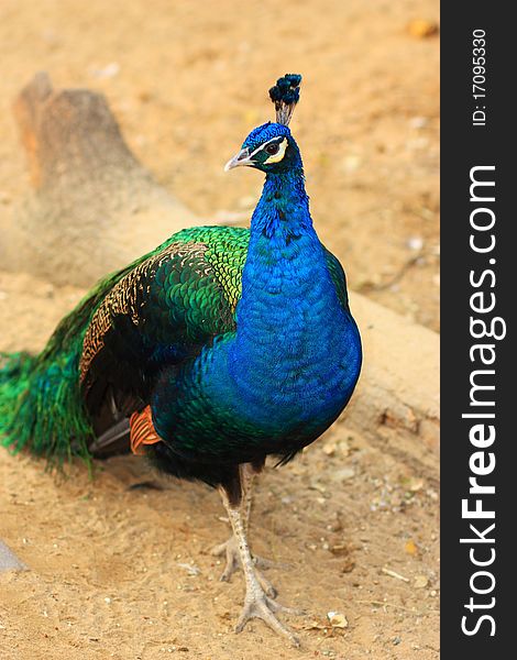 A peacock standing and looking