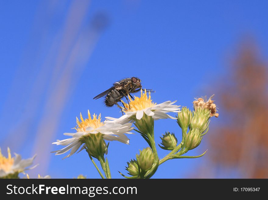 House Fly (Musca domestica)