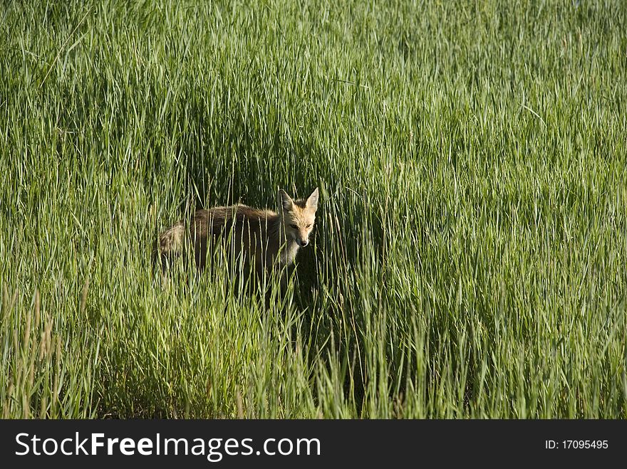 A young fox in a field of tall grass. A young fox in a field of tall grass.