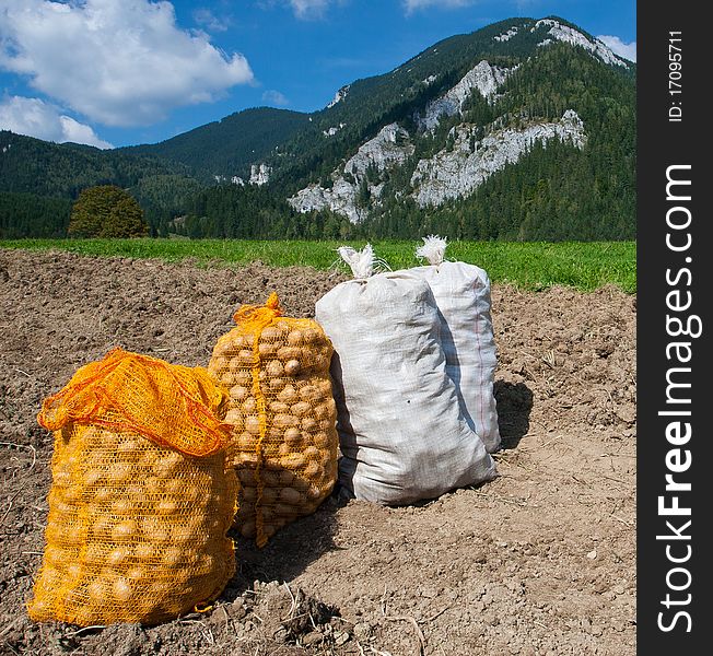 Harvested potatoes in bags on the fields of the transylvanian mountains