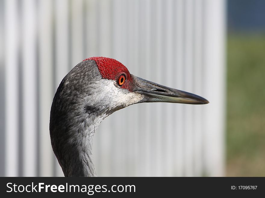 A close-up of a Sandhill Crane