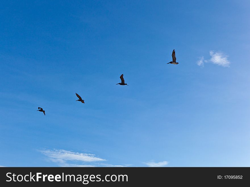 Flock Of Pelicans In The Air