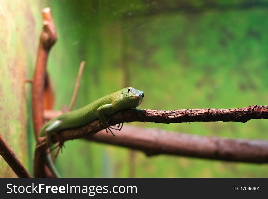 A lizard perches itself on a tree limb. A lizard perches itself on a tree limb
