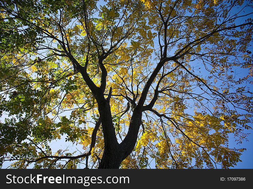 Trees with yellow and green leaves in autumn during sunrise. Trees with yellow and green leaves in autumn during sunrise