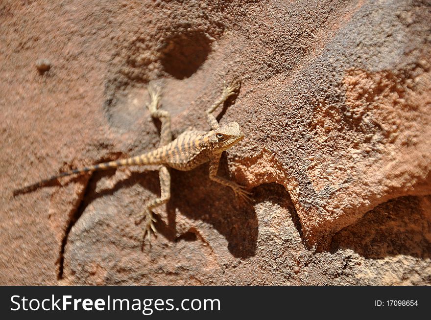Sunbathing lizard on the rock, jordan, narow focus