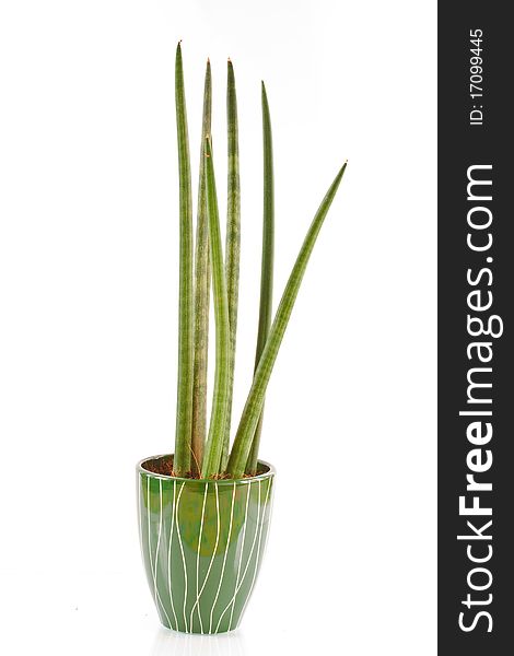 Sansevieria in a flowerpot isolated on a white background