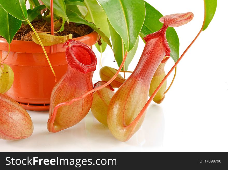 Nepenthes coccinea in a flowerpot isolated on a white background