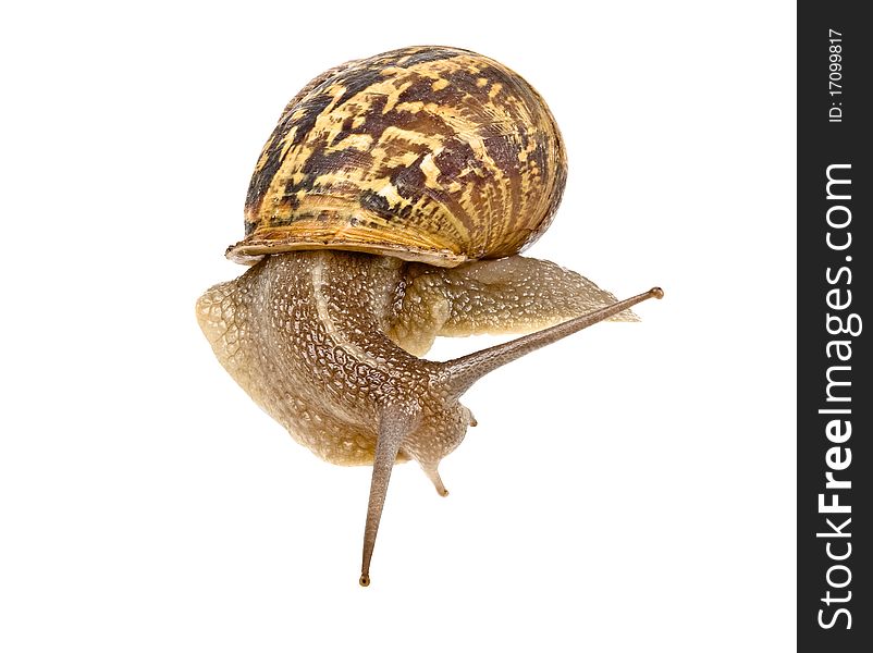Clsoe up of Burgundy (Roman) snail isolated on white background. Clsoe up of Burgundy (Roman) snail isolated on white background