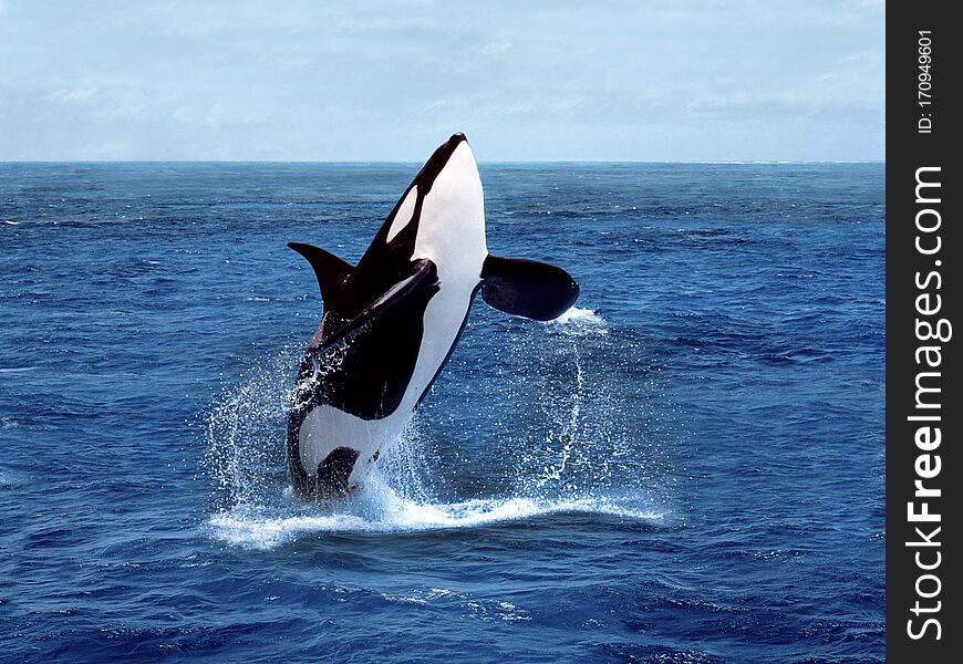 Killer Whale, orcinus orca, Adult breaching. Killer Whale, orcinus orca, Adult breaching