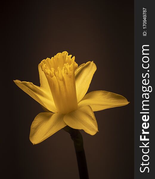 Yellow daffodil. Gift for women. To the day of St. Valentine