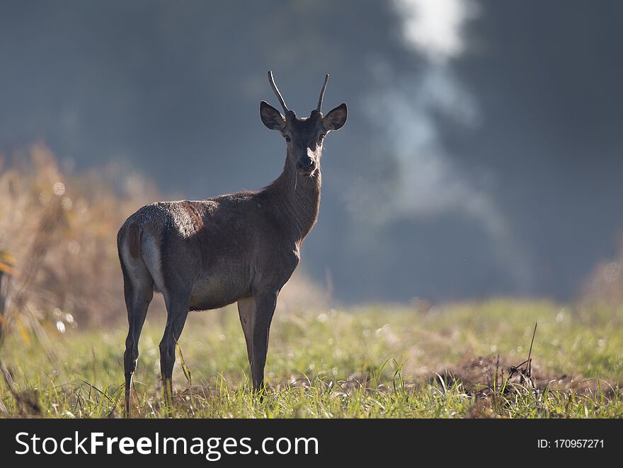 Young red deer with small antlers standing in forest on foggy morning. Wildlife in natural habitat. Young red deer with small antlers standing in forest on foggy morning. Wildlife in natural habitat