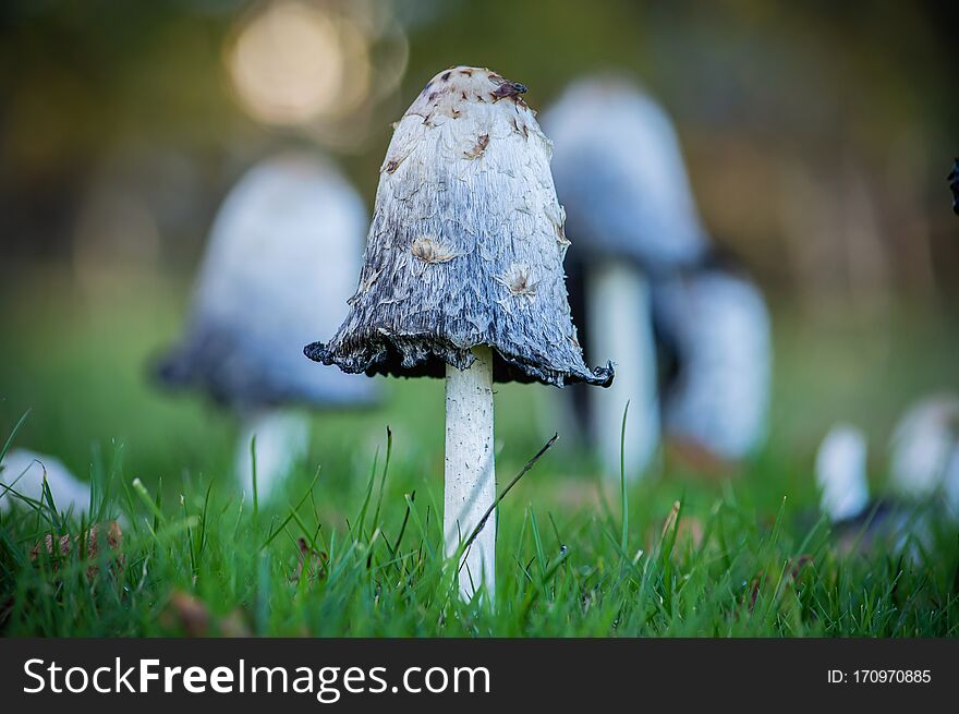 Shaggy Inkcap fungus in a field