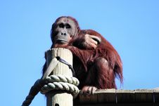 Daydreaming Orangutan Royalty Free Stock Photos