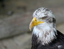 American Eagle - Bird Portrait Royalty Free Stock Images American Eagle - Bird Portrait Royalty Free Stock Images