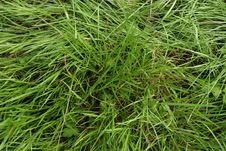 Grass Stock Image Grass Stock Image