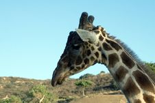 Giraffe Close-up Royalty Free Stock Photography