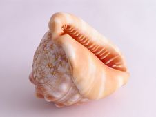 Sea Shell - 2 Royalty Free Stock Photography Sea Shell - 2 Royalty Free Stock Photography