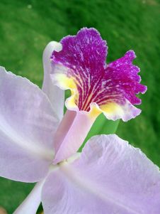 Tropical Flower - Purple Orchid Detail Royalty Free Stock Photography Tropical Flower - Purple Orchid Detail Royalty Free Stock Photography