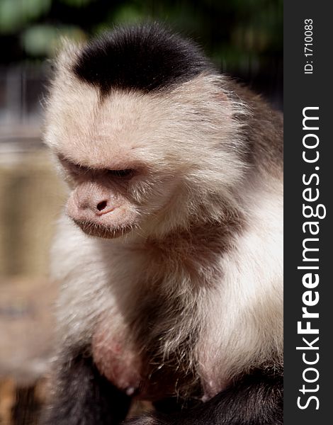 White-throated capuchins have a white to yellowish throat, head and shoulders.  The back and prehensile tail are black.  The hair on the crown forms a V. White-throated capuchins have a white to yellowish throat, head and shoulders.  The back and prehensile tail are black.  The hair on the crown forms a V.