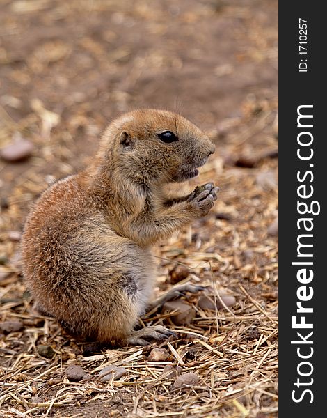 Prairie Dog,(Cynomys)